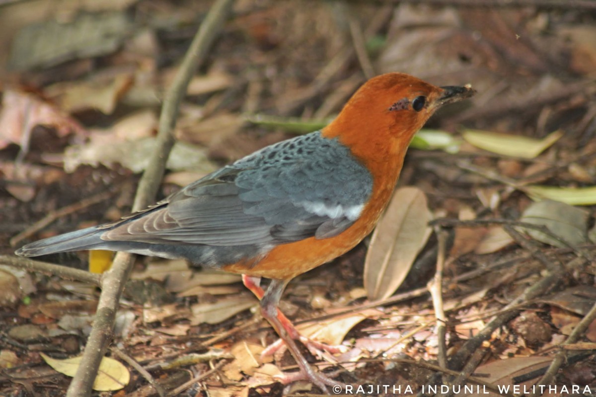 Geokichla citrina Latham, 1790
